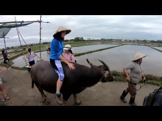 riding a water buffalo